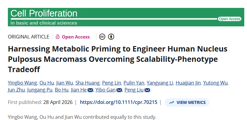 Harnessing Metabolic Priming to Engineer Human Nucleus Pulposus Macromass Overcoming Scalability-Phenotype Tradeoff